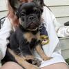 Fluffy Frenchie Female