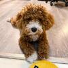 Loving Bich-Poo Puppy Needs a New Home