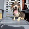 Chiweenie puppies