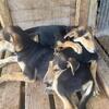German Shepherd & Doberman mix puppies