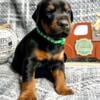 AKC Full European Doberman puppies