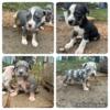 American bully puppies for sale