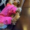 8.5 lbs Yorkie Female Dog housetrained & sleeps with me. Im moving