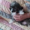 Tri color silver sable toy poodle boy