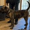 PERRO DE PRESA CANARIO PUPS 6/7/2026