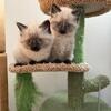 ragdoll kittens