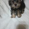 Yorkie puppies for sale 