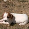 Female Jack Russell Puppy 