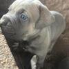 6 week old Iccf cane corsos