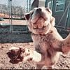 Chinese Shar Pei Pet Dog