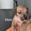 Pitbull/XL bully puppies