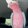 Rose Breasted Cockatoo (Galah)