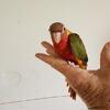 Red Factor Pineapple and Yellowsided Green Cheek Conures for Sale in South Florida