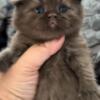 British Shorthair Chocolate male is available for reservation