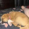 Rehoming German/Dutch Shepherd Mixed Puppy