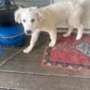 4 month old male pyrenees