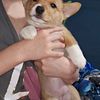 Pembroke Welsh Corgis puppies for sale