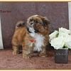 AKC Shih Tzu Puppy Waitlist- Stunning thick coats, gorgeous eyes