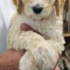 Standard Poodle Puppies for sale