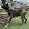 Cane corso puppies