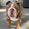 English Bulldog chocolate tri Merle stud in KY