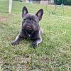 Akc lilac French bulldog Stud