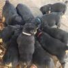 Akc Rottwieler Puppies 6 males 2 females