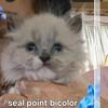 Beautiful ragdoll babies