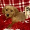 Beautiful AKC Golden Retriever Puppies