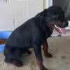 4 Month Old Rottweiler Puppy