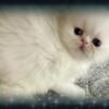 Persian Kittens Doll Face & Exotic Extreme face available