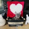 Micro French Bulldog Puppies (Call for Valentine Special)