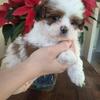 Shihpoo puppies