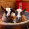 Nigerian goats Available