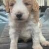 Aussiedoodle F1B Puppies