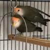 Lovebirds.  Bonded Pair