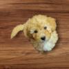 **TOY POODLES 3 MALES **  RED, WHITE, TAN