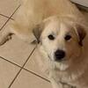 Great Pyrenees/husky mix
