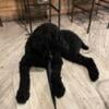 AKC Standard Poodle - Stud ONLY