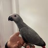 African Grey