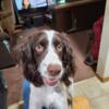 21/2 YR OLD Springe Spaniel male dog