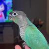 Sun conures and green cheeks