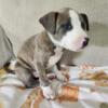 American Bully Puppy