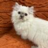 Velma Smoked Point Ragdoll Kitty Available - TICA Registered