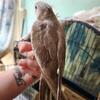 Grey female tiel