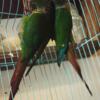 Green Cheek Conures for sale / trade