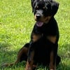 Adorable Female European Bloodline Rottie Pup