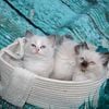 Reserve your ragdoll kitten today