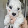 Toy schnoodles