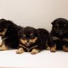 Pomeranian/chihuahua puppies for rehoming